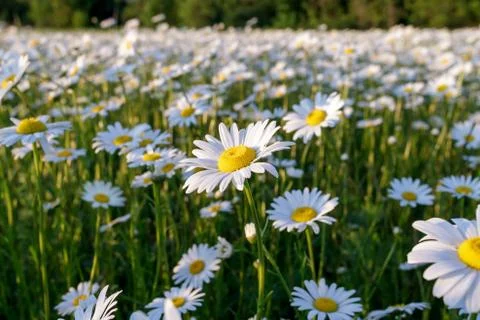 Field daisy closeup Photos