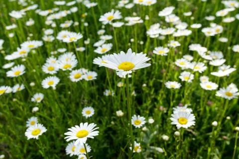 Field daisy closeup 库存照片