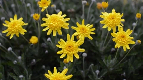Field of daisy in a cloudy day, cloudy sky Stock-Footage 168889816