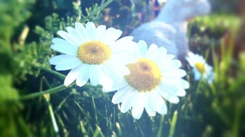 Field of daisy flowers 3 Stock Footage 22939371