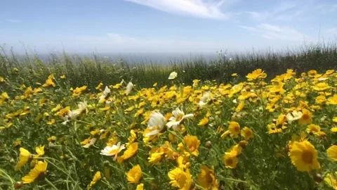 Field of Daisy Flowers Blowing in the Wind - Slo Mo 库存影片 143436788