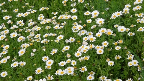 Field of Daisy flowers Stock Footage 91274797
