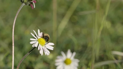 A field with Daisy flowers Stock Footage 102884902