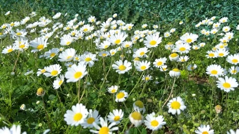 Field of daisy flowers  Stock Footage 271180579
