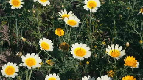 Field With Daisy Flowers In Full Bloom During Summer. - closeup shot Stock Footage 317373328