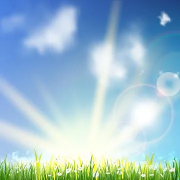 Field of daisy flowers. Stock Illustration