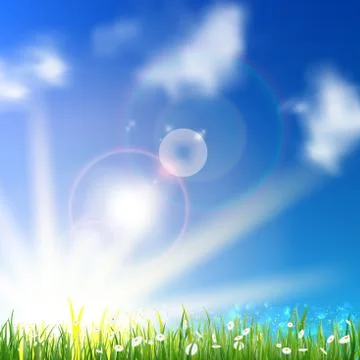 Field of daisy flowers. Stock Illustration