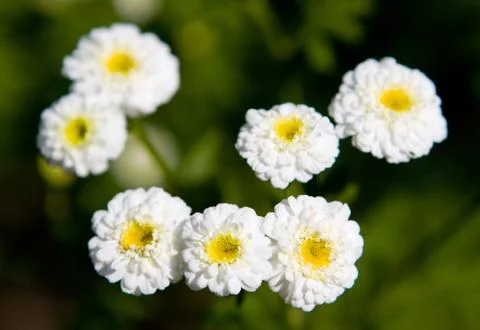 Field of daisy flowers Stock Photos