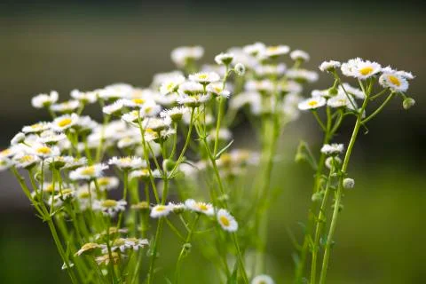 Field of daisy flowers Stock Photos