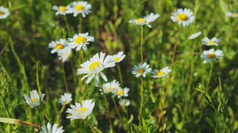 Field of daisy flowers. RAW video record Stock Footage 67460010