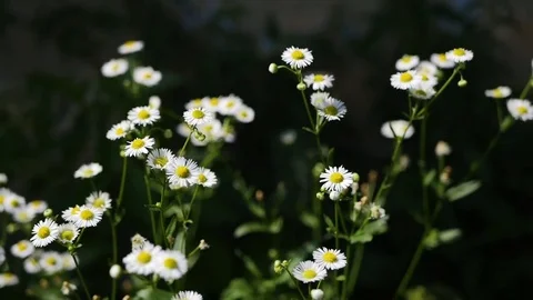 Field daisy Stock Footage 82390801
