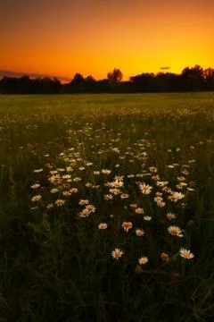 Field of Daisy 스톡 사진
