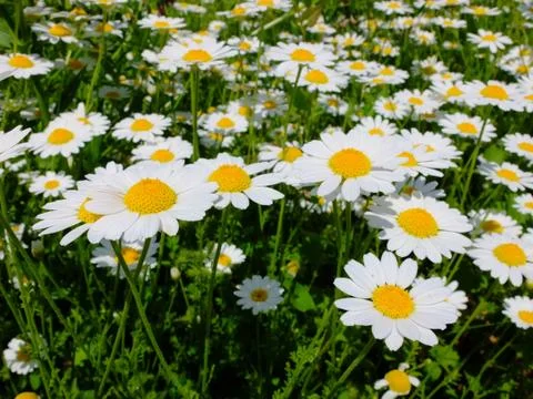 Field of daisy's Foto stock