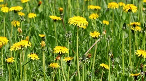Field  of  dandelion Stock Footage 38200848