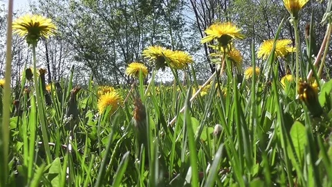 Field of dandelion moving with light wind Video stock 82267186
