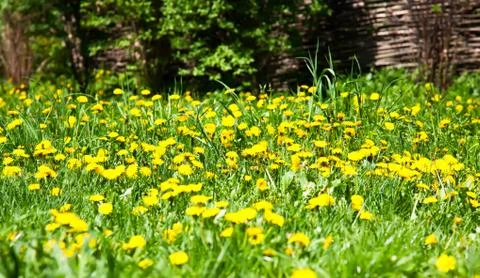 Field of dandelion Foto stock