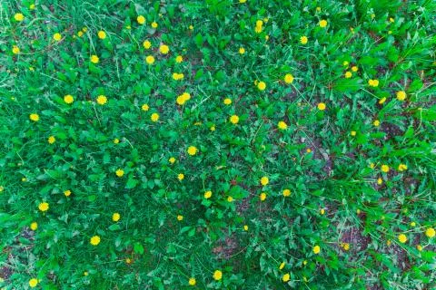 Field dandelion in spring Stock Photos