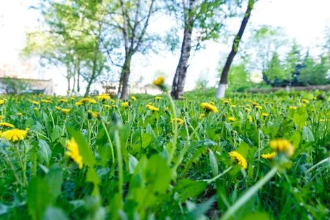Field dandelion in spring Stock Photos