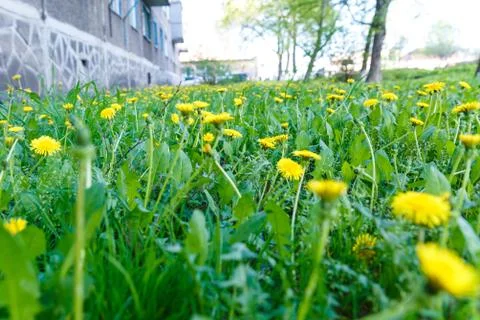 Field dandelion in spring Stock Photos