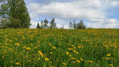 Field of dandelions (1) ( slow motion ) Stock Footage 274674418