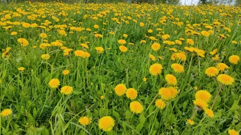 Field of dandelions (3) ( slow motion ) Stock Footage 274674416