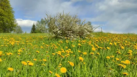 Field of dandelions (4) ( slow motion ) Video stock 274674271