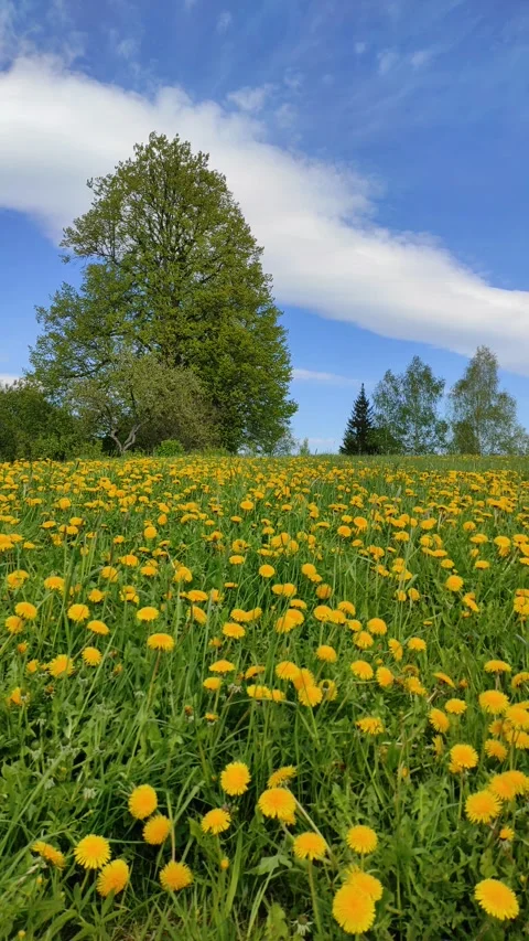 Field of dandelions (5) ( slow motion ) Stock-Footage 274850709