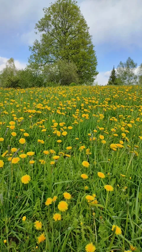 Field of dandelions (6) ( slow motion ) Stock Footage 274850812