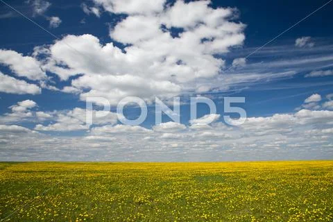 Field of dandelions and blue sky with clouds Stock Photos