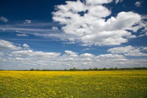 Field of dandelions and blue sky with clouds Stock Photos