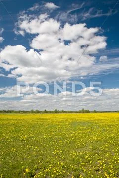 Field of dandelions and blue sky with clouds Stock Photos