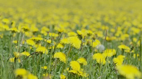 Field of dandelions, close up Stock Footage 128738364