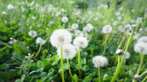 A field of dandelions, close up Stock Footage 311725817