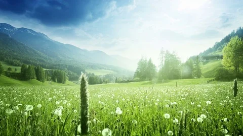 Field of dandelions in Dolomites,South Tyrol, Italy Stock Footage
