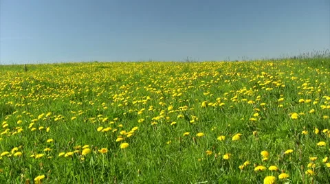 Field of dandelions 스톡 동영상 2315448