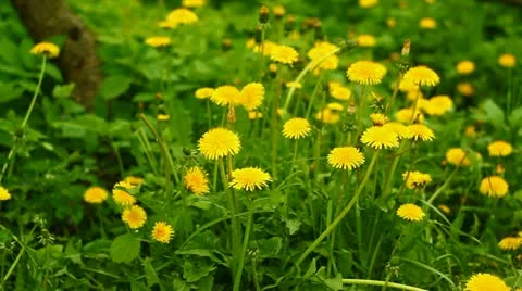 Field with dandelions Stock Footage 11056319