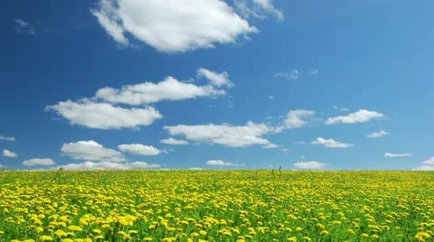 A field of dandelions 스톡 동영상 11135060