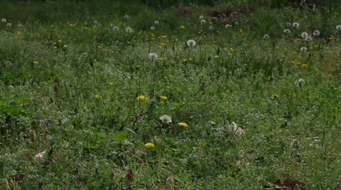Field of dandelions Stock Footage 22772104