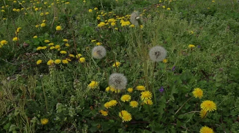 Field of dandelions Stock Footage 22772120