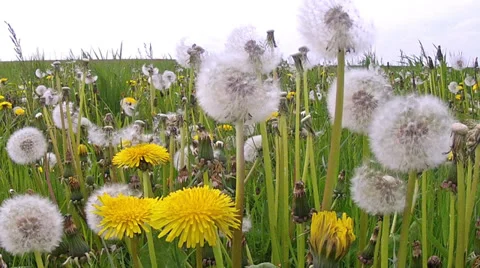 Field of dandelions. Stock Footage 32759961