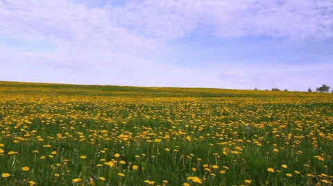 Field of dandelions. Stock Footage 50153091