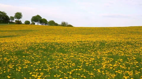 Field of dandelions. Stock Footage 50153404