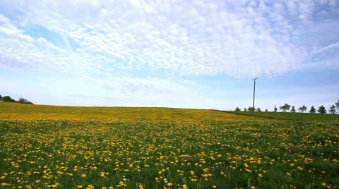 Field of dandelions. Stock Footage 50154015