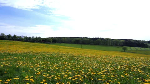 Field of dandelions. Stock Footage 50208965