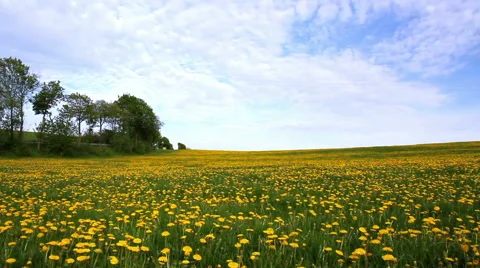 Field of dandelions. Stock Footage 50210868