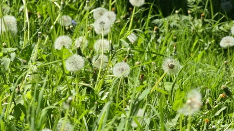 Field with dandelions 库存影片 90784458