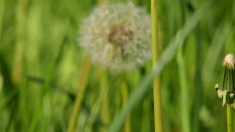 Field with dandelions Stock Footage 91178101