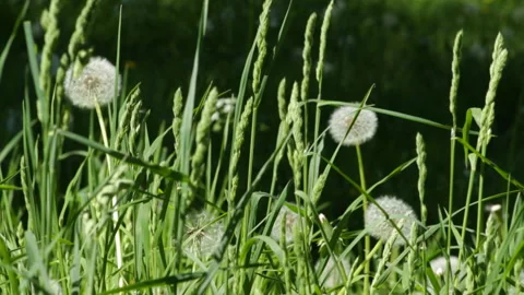 Field with dandelions Video stock 91178425