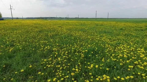 Field dandelions Stock Footage 101982857