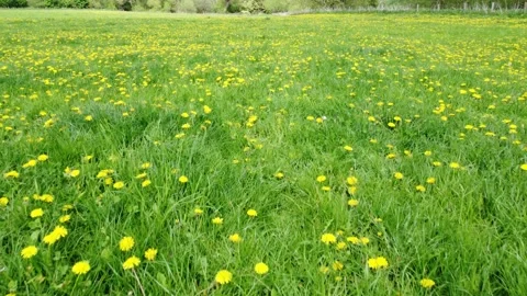 A Field Of Dandelions Low Drone Flight Stock Footage 192561878